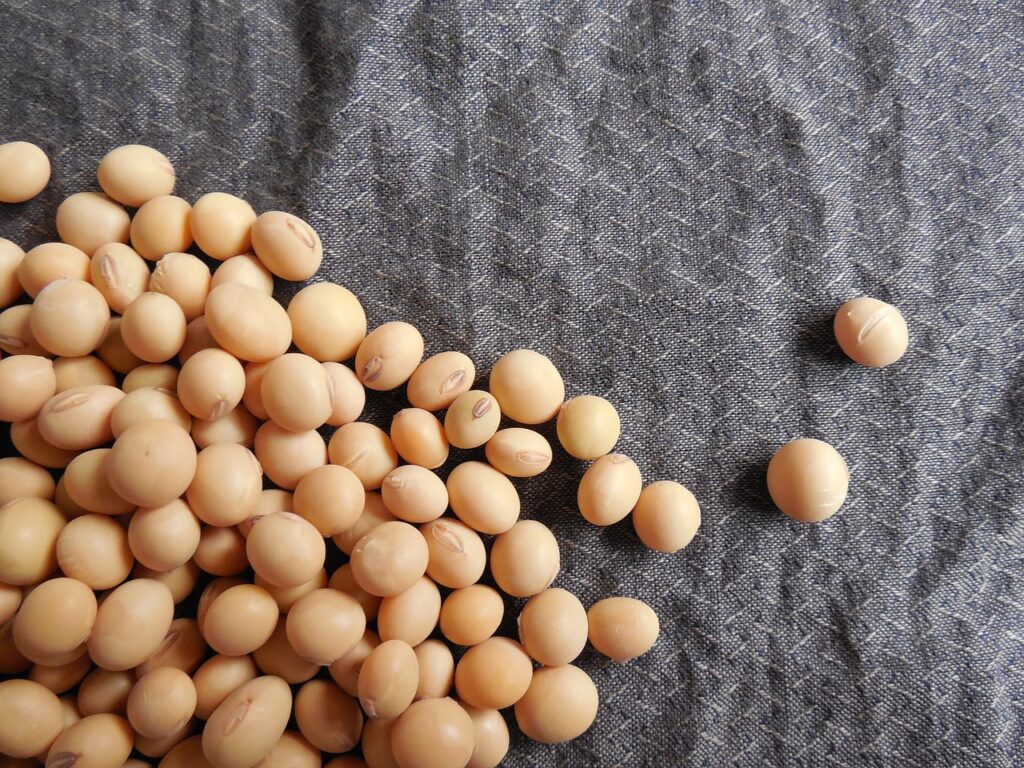 soybeans, beans, soy-182295.jpg